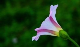 风中的花瓣在线观看,浪漫邂逅，命运交织的青春旋律